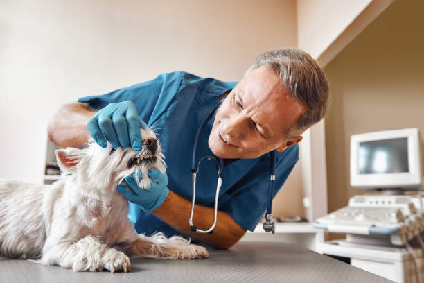Best Urgent Dental Care in Wheaton, MN